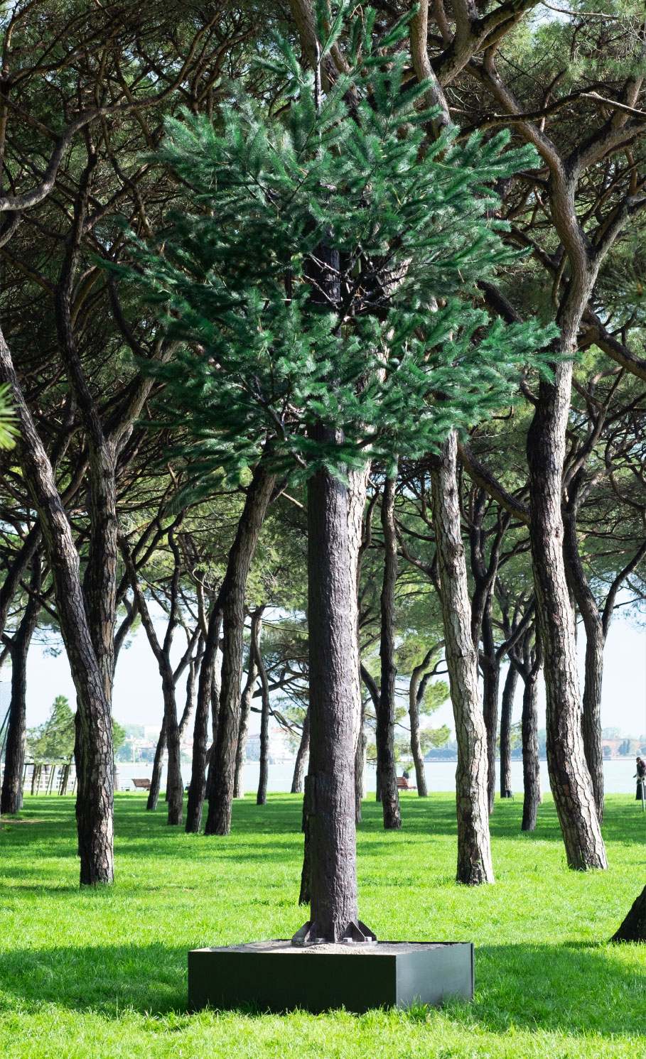 tree-santelena tree-santelena