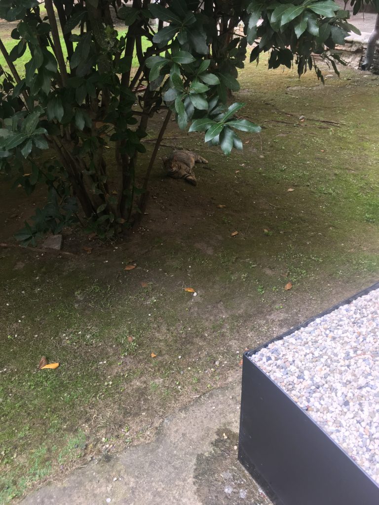 Cat lounging at Ospedale tree site