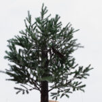 University Site Post hoc