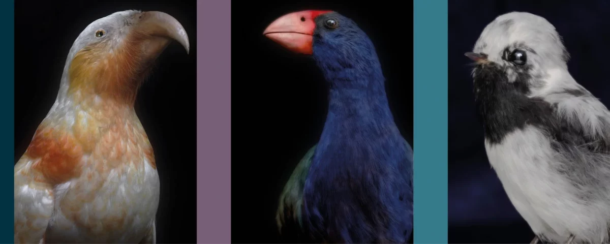 Three of the manu featured in Taharaki Skyside. Left to right: Kākā kura, North Island kākā, Nestor meridionalis septentrionalis; Moho, South Island takahē, Porphyrio hochstetteri; Komiromiro, Tomtit, Petroica macrocephala. All pigment inks on Ilford Galerie Smooth Cotton Rag, 1760 × 1400 mm.
