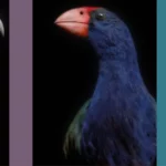 Three of the manu featured in Taharaki Skyside. Left to right: Kākā kura, North Island kākā, Nestor meridionalis septentrionalis; Moho, South Island takahē, Porphyrio hochstetteri; Komiromiro, Tomtit, Petroica macrocephala. All pigment inks on Ilford Galerie Smooth Cotton Rag, 1760 × 1400 mm.