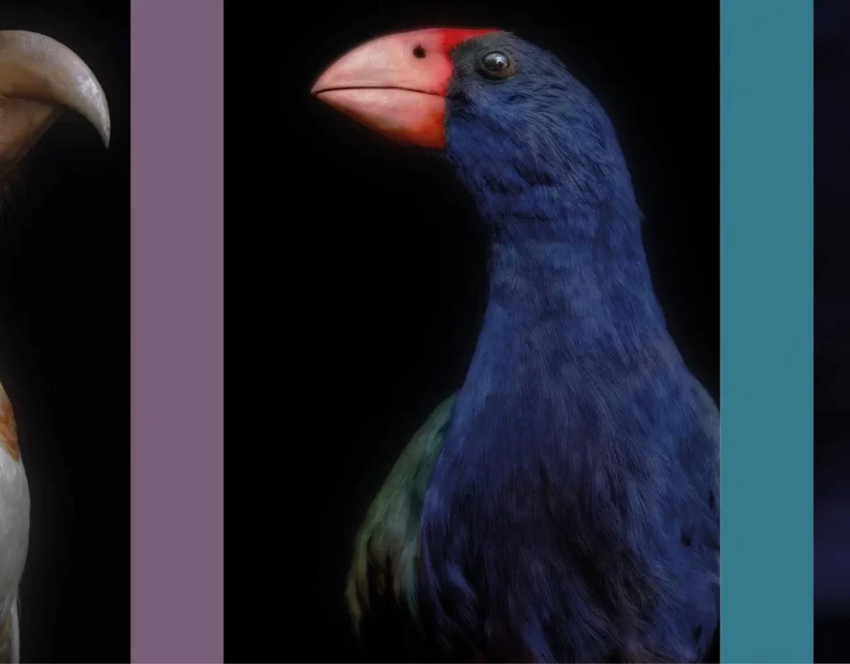 Three of the manu featured in Taharaki Skyside. Left to right: Kākā kura, North Island kākā, Nestor meridionalis septentrionalis; Moho, South Island takahē, Porphyrio hochstetteri; Komiromiro, Tomtit, Petroica macrocephala. All pigment inks on Ilford Galerie Smooth Cotton Rag, 1760 × 1400 mm.